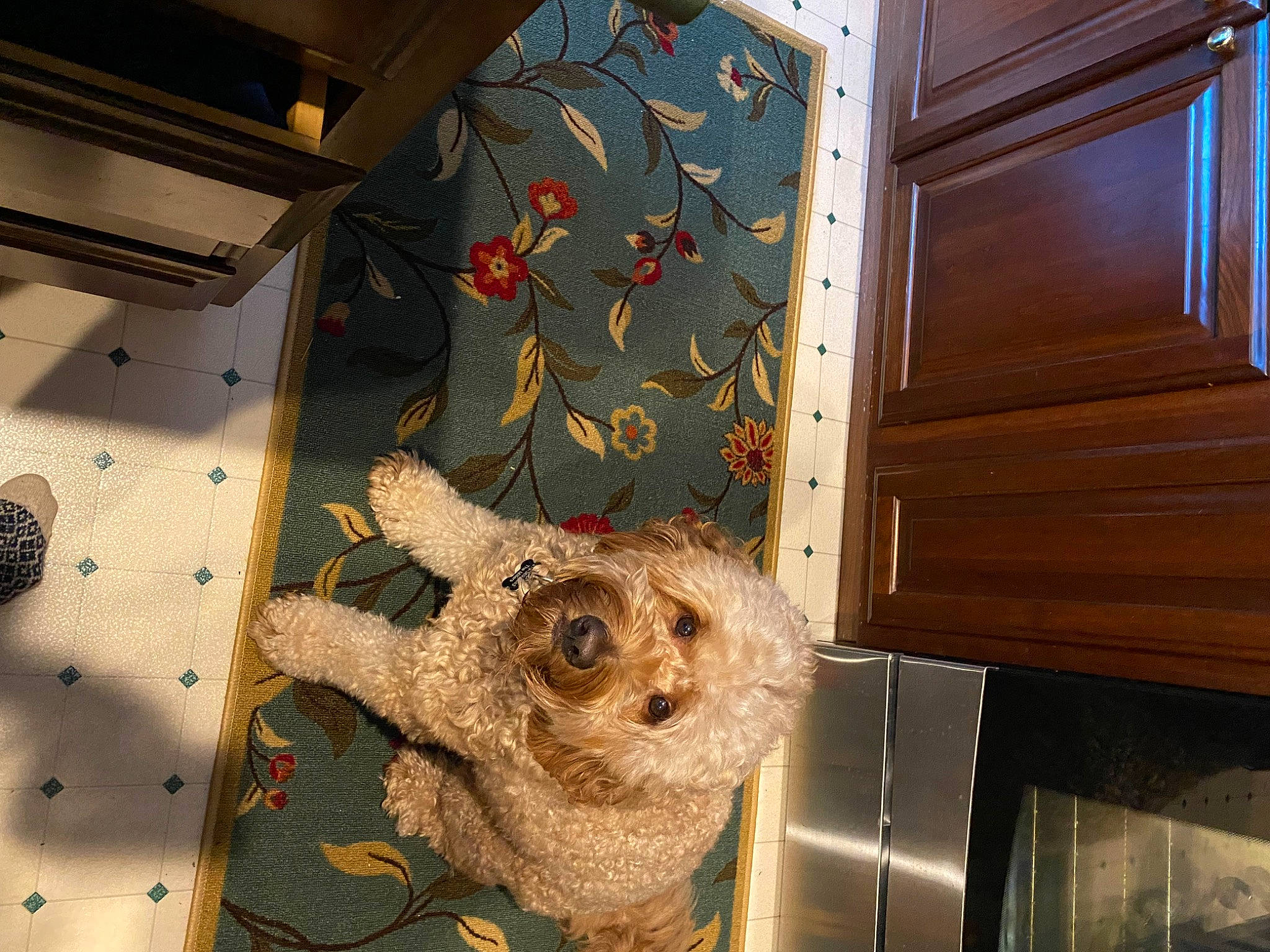 Duke joined the competition — help win amazing prizes! art, canidae, ceiling, companion_dog, fawn, fur, hardwood, pattern, rabbit, room, snout, sporting_group, stuffed_toy, terrestrial_animal, toy, twig, varnish, visual_arts, wood, wood_stain