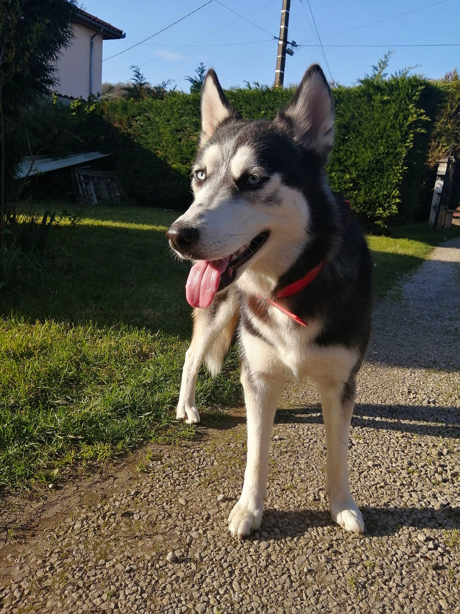 Flèche a rejoint le concours — aidez-le/la à gagner de superbes lots ! canidae, carnivore, czechoslovakian_wolfdog, dog, dog_breed, east_siberian_laika, jamthund, lapponian_herder, mammal, native_american_indian_dog, northern_inuit_dog, saarloos_wolfdog, sakhalin_husky, seppala_siberian_sleddog, siberian_husky, sled_dog, tamaskan_dog, utonagan, vertebrate, wolfdog