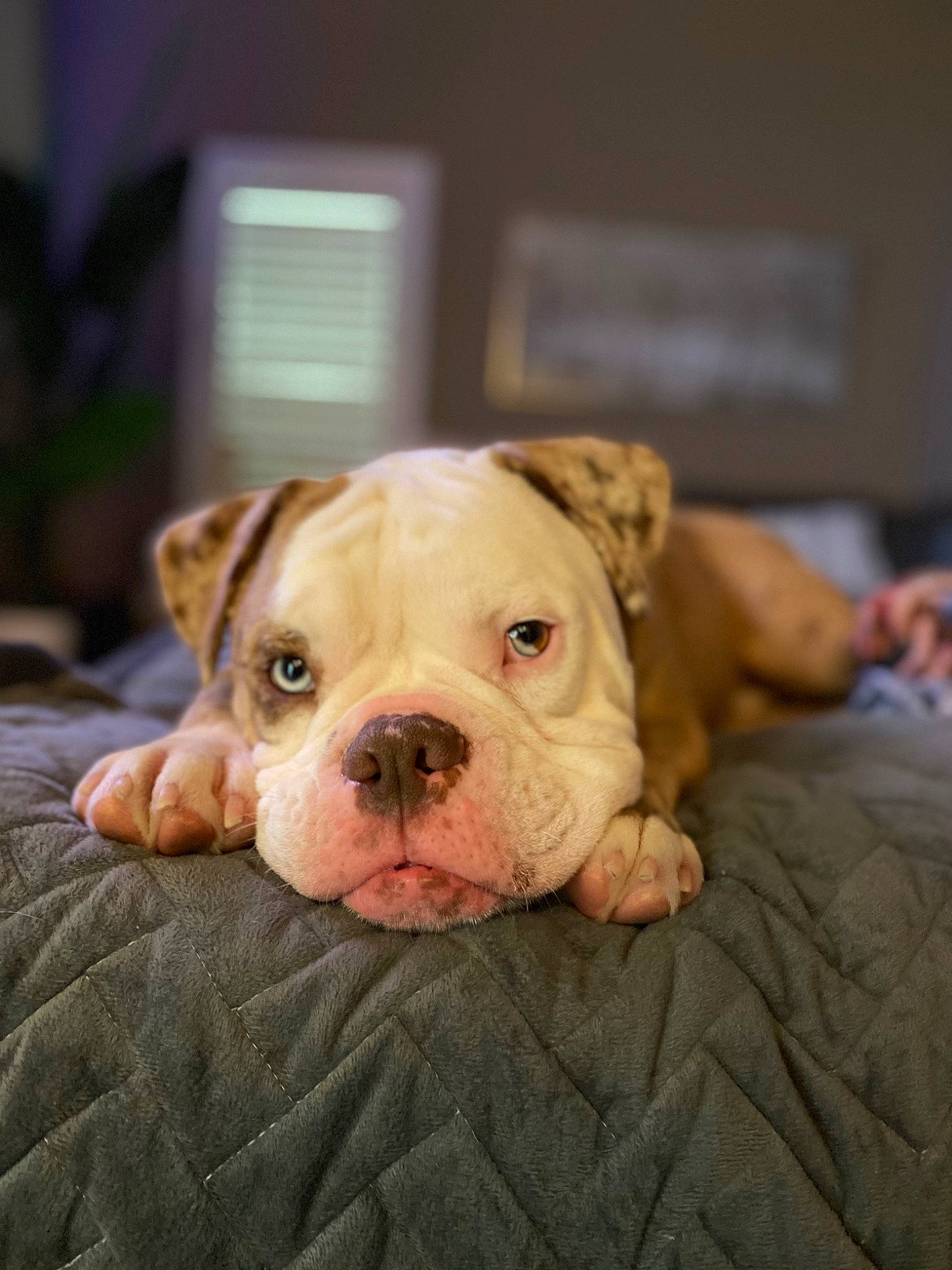 Doc is registered to the contest to win money with this photo: bulldog, carnivore, comfort, companion_dog, dog, dog_breed, fawn, flooring, molosser, non_sporting_group, pet_supply, snout, sporting_group, terrestrial_animal, toy_dog, whiskers, white_english_bulldog, wood, working_dog, wrinkle