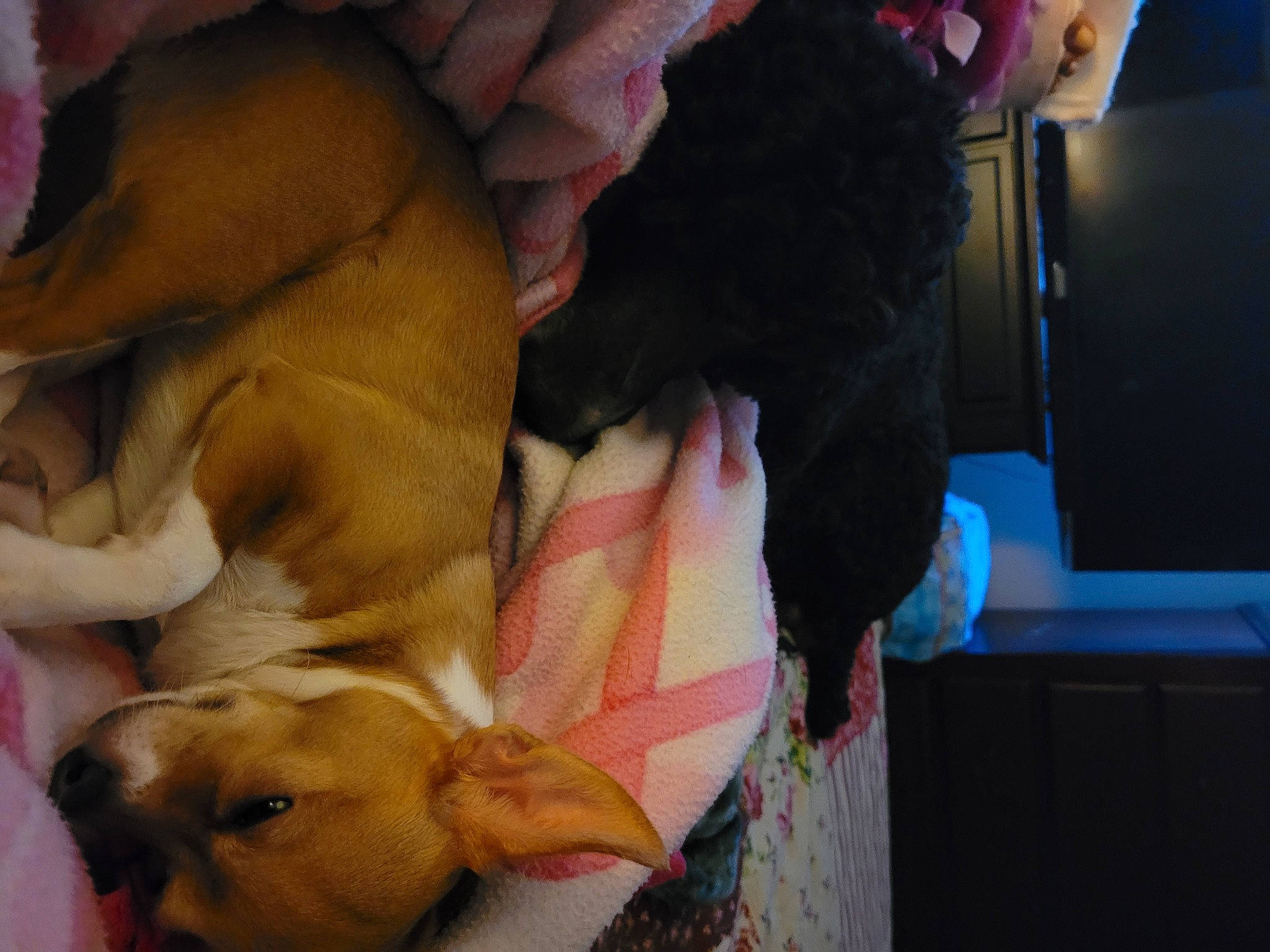 Anakin is registered to the contest to win money with this photo: canidae, carnivore, comfort, companion_dog, dog, dog_breed, ear, fawn, fur, guard_dog, mammal, nap, paw, snout, sporting_group, tail, toy_dog, vertebrate, whiskers, working_animal