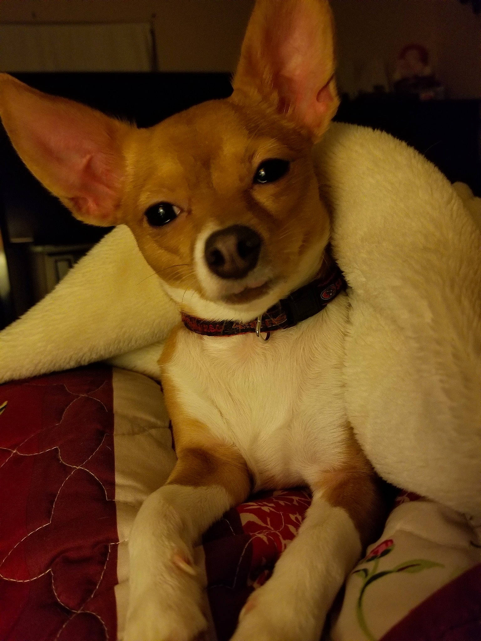 Gizmo joined the competition — help win amazing prizes! canidae, carnivore, chihuahua, companion_dog, corgi_chihuahua, dog, dog_breed, ear, english_toy_terrier, mammal, miniature_fox_terrier, prazsky_krysarik, puppy, russkiy_toy, skin, snout, teddy_roosevelt_terrier, toy_fox_terrier, vertebrate, whiskers