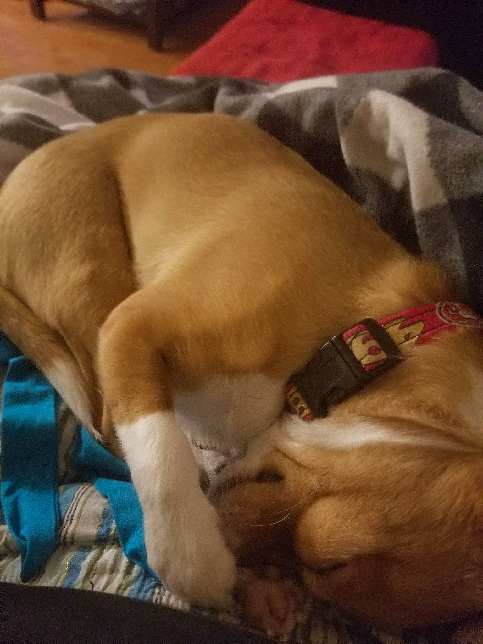 Gizmo is registered to the contest to win money with this photo: canidae, carnivore, companion_dog, dog, dog_breed, fawn, nap, paw, puppy, puppy_love, sleep, snout, sporting_group