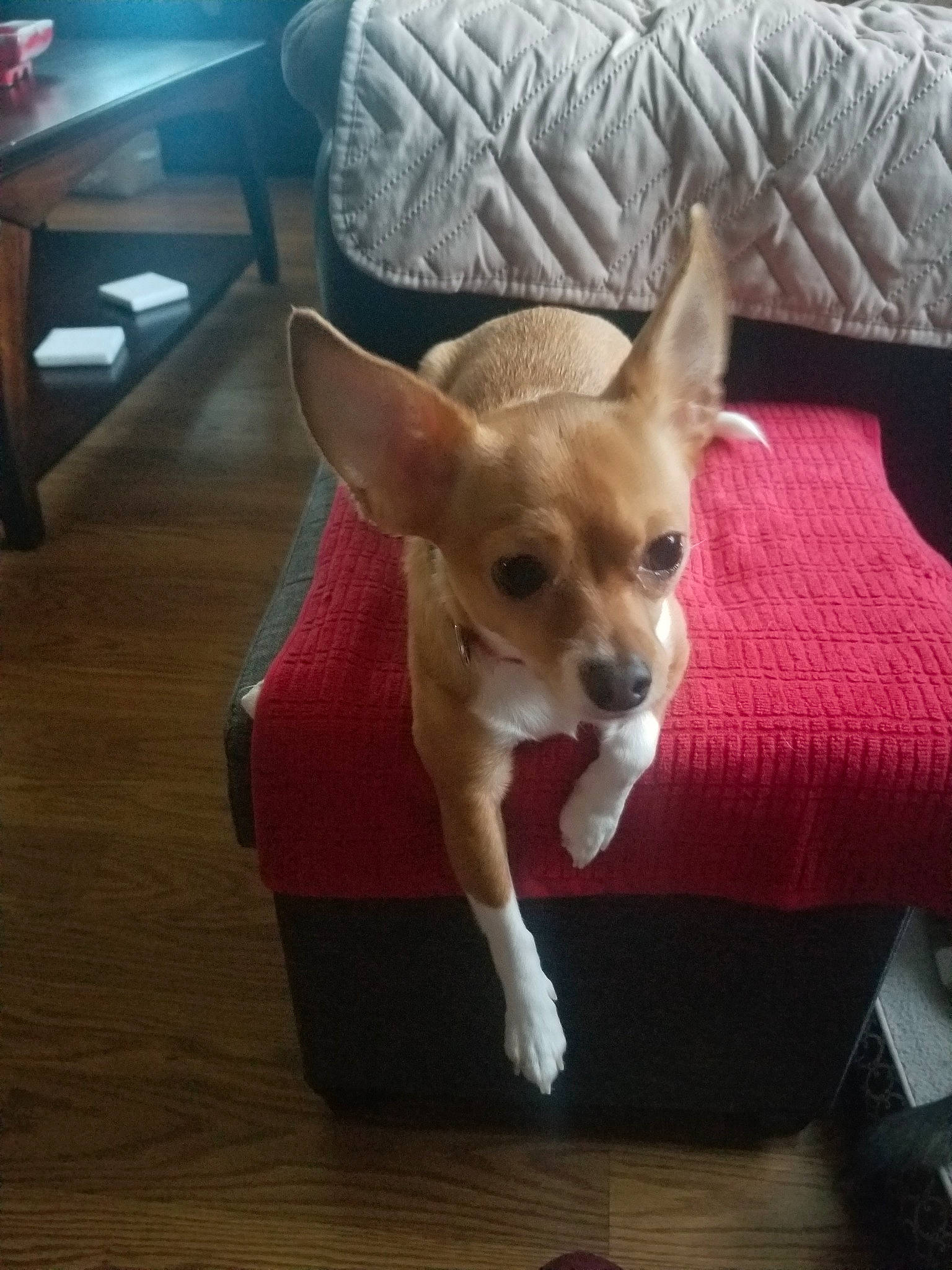 Gizmo joined the competition — help win amazing prizes! canidae, carnivore, chihuahua, companion_dog, corgi_chihuahua, dog, dog_breed, dog_clothes, ear, fawn, mammal, pembroke_welsh_corgi, puppy, russkiy_toy, snout, toy_dog, vertebrate