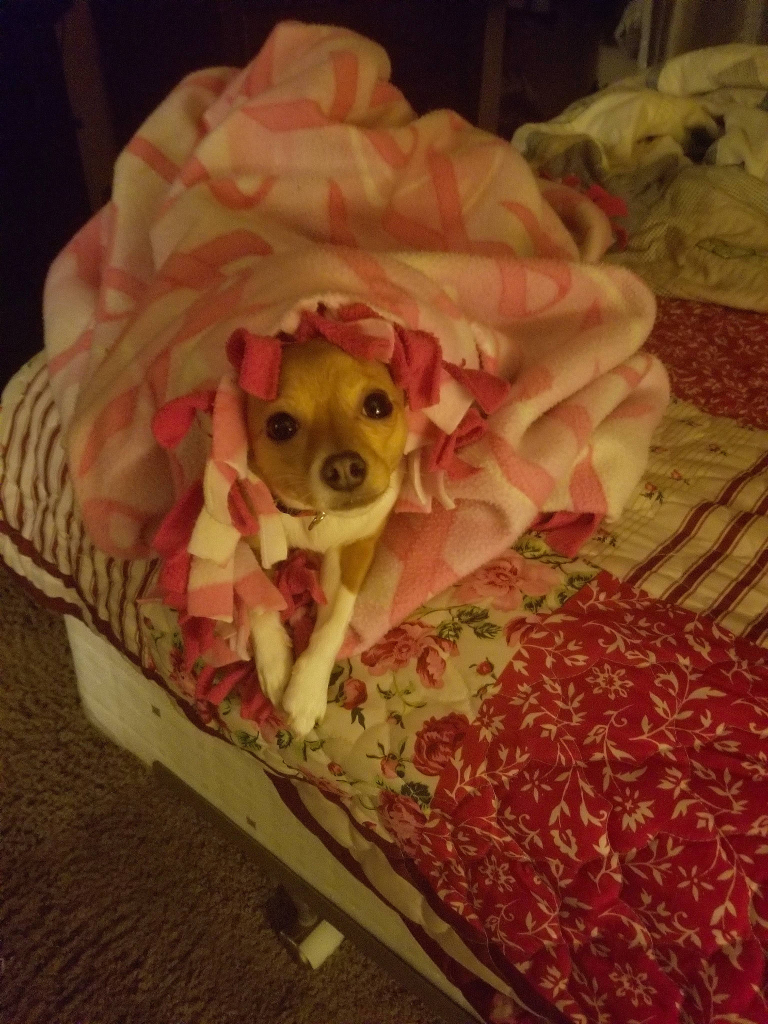 Gizmo is registered to the contest to win money with this photo: canidae, carnivore, companion_dog, dog, dog_breed, dog_clothes, dog_supply, fawn, furniture, linens, non_sporting_group, pink, puppy, snout, toy_dog