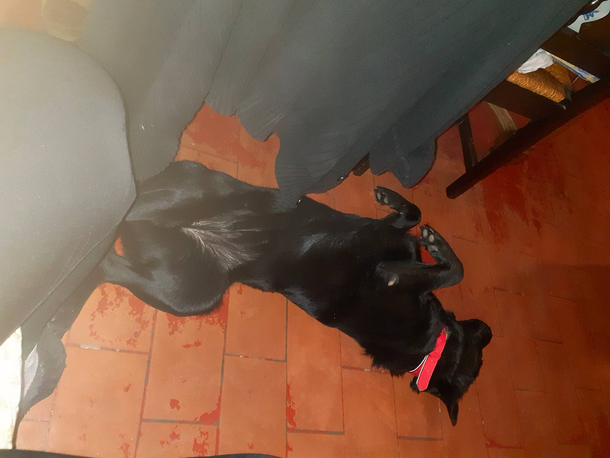 Etna a rejoint le concours — aidez-le/la à gagner de superbes lots ! art, carmine, comfort, flooring, foot, grey, hardwood, human_leg, knee, leg, personal_protective_equipment, recreation, room, shadow, tail, thigh, tints_and_shades, vehicle_door, visual_arts, wood