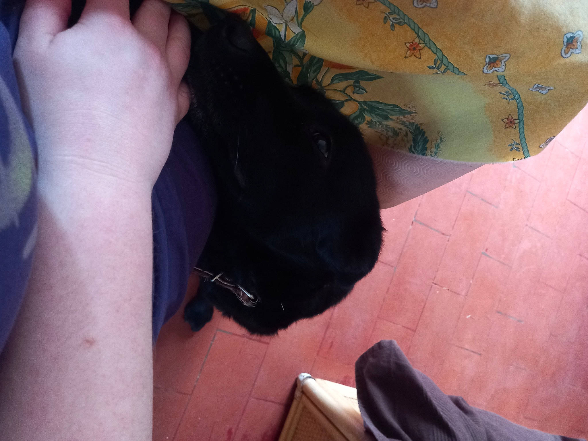 Etna a rejoint le concours — aidez-le/la à gagner de superbes lots ! barefoot, comfort, elbow, felidae, finger, foot, gesture, human_leg, joint, knee, leg, nail, shoe, skin, thigh, thumb, tints_and_shades, toe, whiskers, wrist