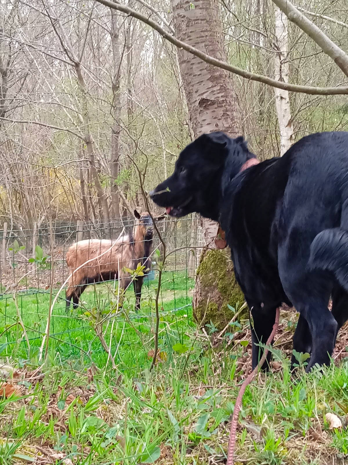 Etna a rejoint le concours — aidez-le/la à gagner de superbes lots ! canidae, carnivore, collar, dog, dog_breed, dog_collar, fawn, grass, grassland, guard_dog, montenegrin_mountain_hound, natural_landscape, pasture, plant, snout, sporting_group, tail, terrestrial_animal, tree, working_animal