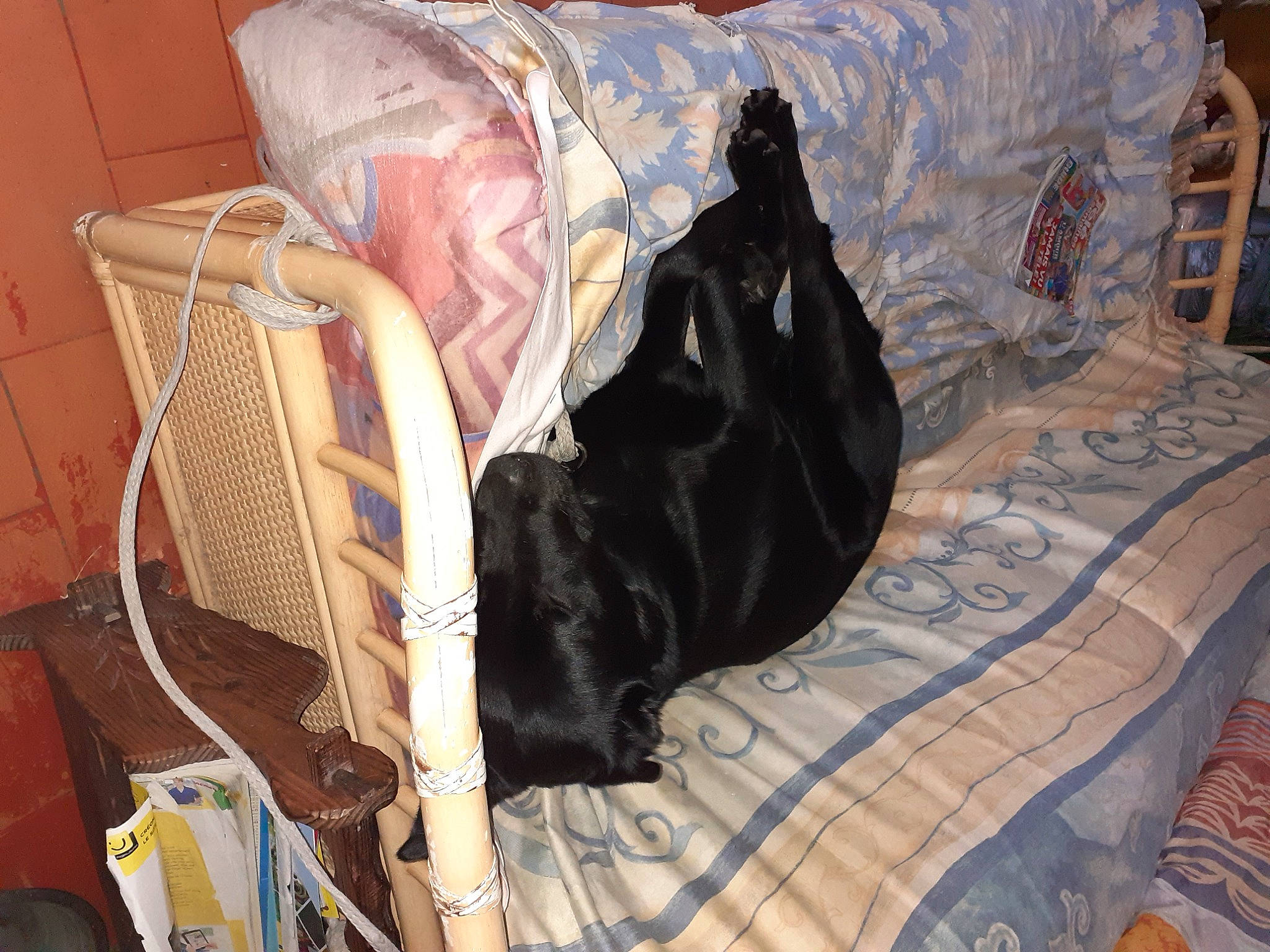 Etna participe au concours pour gagner de l'argent avec cette photo : backpack, bag, baggage, bed, carnivore, chair, club_chair, comfort, companion_dog, dog_breed, felidae, flooring, fur, linens, luggage_and_bags, pattern, room, sitting, small_to_medium_sized_cats, textile