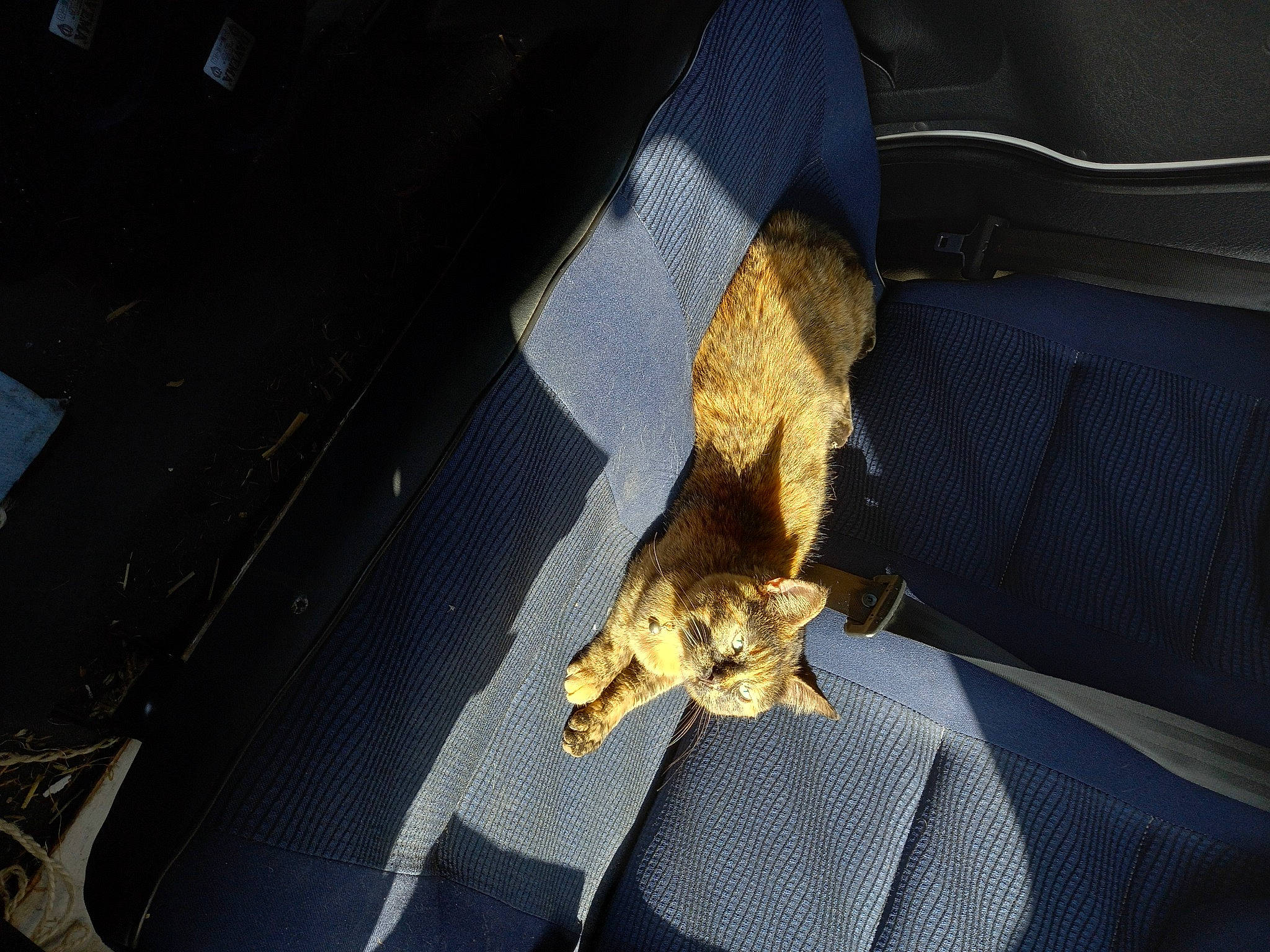 Lagertha a rejoint le concours — aidez-le/la à gagner de superbes lots ! auto_part, automotive_exterior, canidae, car_seat, car_seat_cover, carnivore, comfort, dog_breed, electric_blue, family_car, fawn, felidae, hood, human_leg, motor_vehicle, small_to_medium_sized_cats, sporting_group, tints_and_shades, vehicle, vehicle_door