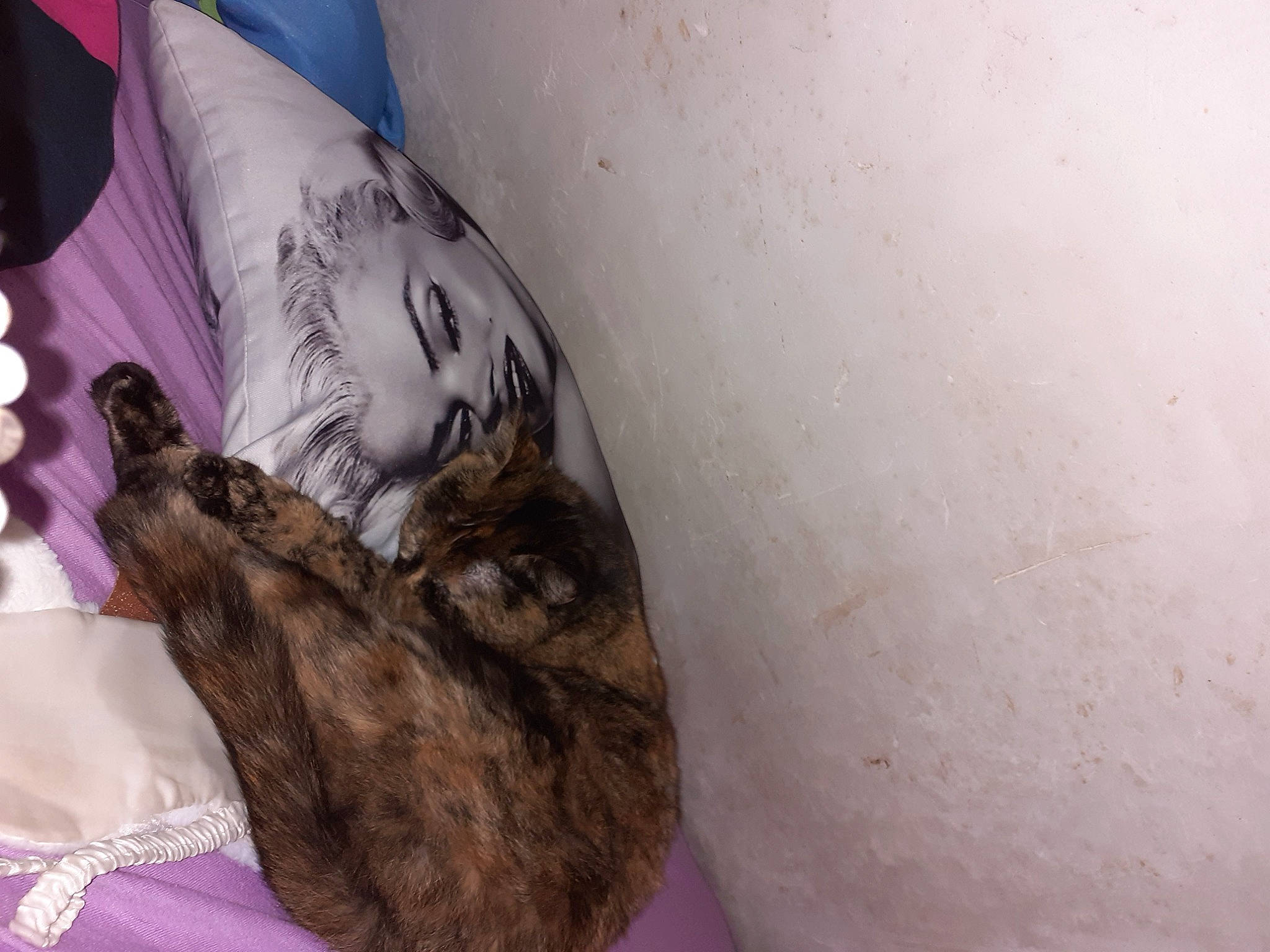 Lagertha a rejoint le concours — aidez-le/la à gagner de superbes lots ! bed, bedding, canidae, carnivore, cat, comfort, companion_dog, dog_breed, domestic_short_haired_cat, fawn, felidae, fur, human_leg, linens, paw, small_to_medium_sized_cats, sporting_group, tail, thigh, whiskers