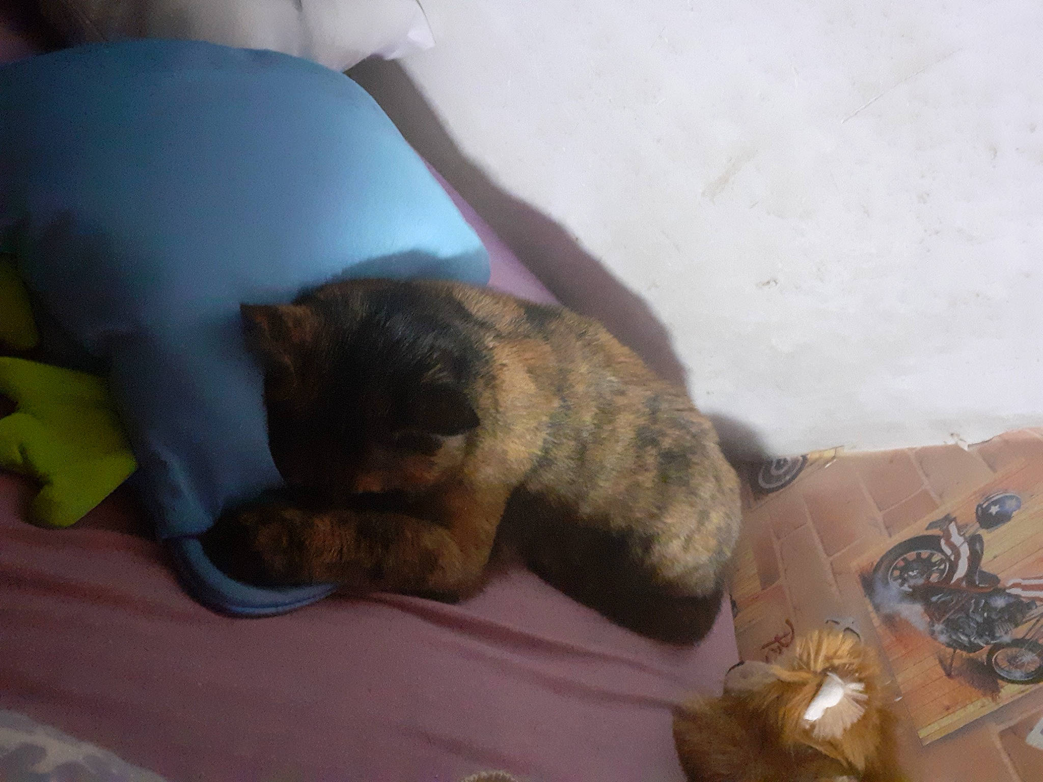 Lagertha a rejoint le concours — aidez-le/la à gagner de superbes lots ! bed, bedding, blanket, carnivore, cat, comfort, companion_dog, dog_breed, domestic_short_haired_cat, elbow, felidae, fur, human_leg, linens, nap, room, small_to_medium_sized_cats, snout, tail, whiskers