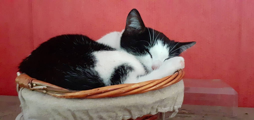 Sherlock a rejoint le concours — aidez-le/la à gagner de superbes lots ! carmine, carnivore, cat, cat_supply, comfort, domestic_short_haired_cat, felidae, fur, grey, mammal, nap, paw, sitting, small_to_medium_sized_cats, snout, tail, tree, vertebrate, whiskers, wood