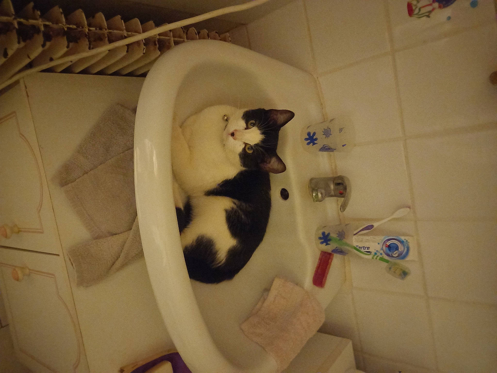 Sherlock a rejoint le concours — aidez-le/la à gagner de superbes lots ! bathroom, carnivore, cat, ceramic, comfort, felidae, floor, flooring, house, interior_design, plumbing, plumbing_fixture, room, small_to_medium_sized_cats, snout, tail, tap, toilet, toilet_seat, whiskers