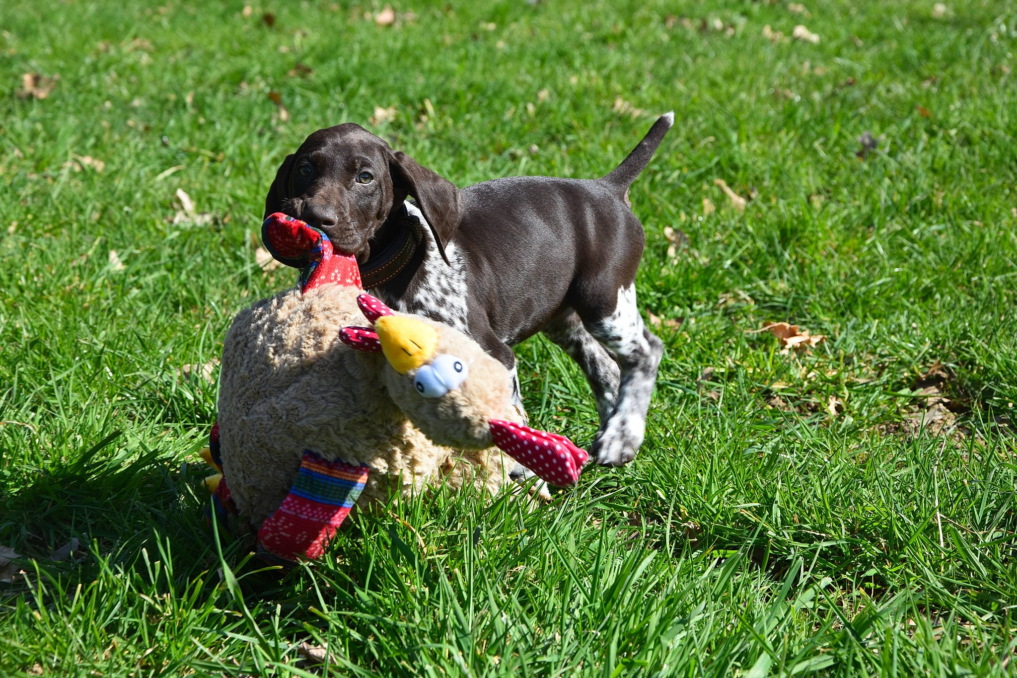 Saba participe au concours pour gagner de l'argent avec cette photo : carnivore, collar, companion_dog, disc_dog, dog, dog_breed, dog_collar, dog_supply, flying_disc, grass, gun_dog, lawn, pet_supply, plant, snout, sports_equipment, sports_toy, tail, toy, working_animal