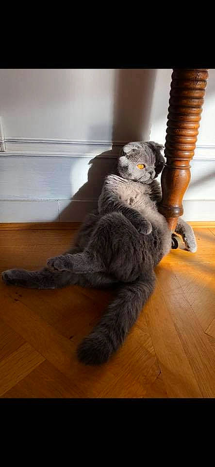 Louba participe au concours pour gagner de l'argent avec cette photo : art, claw, fawn, felidae, floor, flooring, fur, hardwood, laminate_flooring, paw, room, sitting, small_to_medium_sized_cats, snout, stuffed_toy, tail, terrestrial_animal, whiskers, wood, wood_flooring