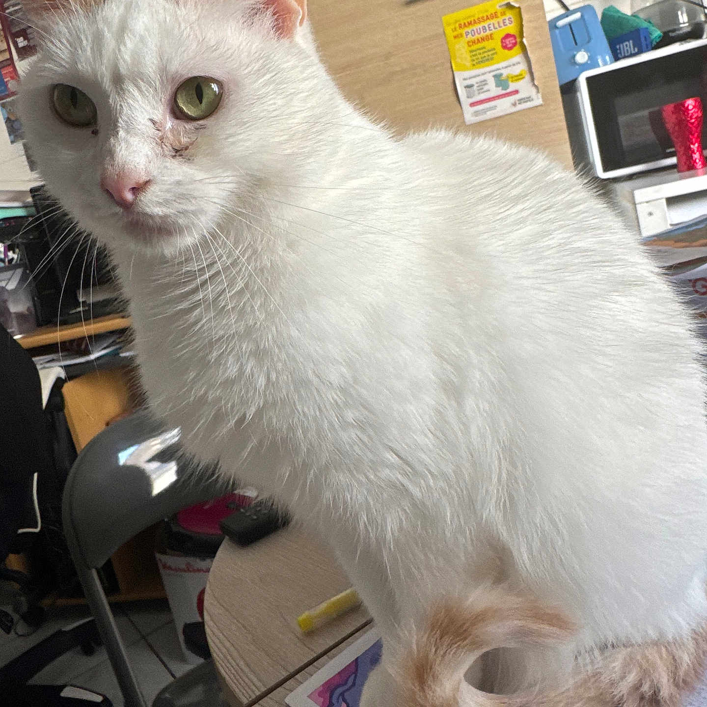 Whitesy participe au concours pour gagner de l'argent avec cette photo : cat, white_cat, indoor, table, chair, microwave, cabinet, note, curious, pet, fur, green_eyes, tail, household, clutter, closeup, domestic_cat, feline, pink_nose, whiskers
