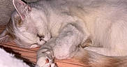 Whitesy participe au concours pour gagner de l'argent avec cette photo : cat, sleeping, paw, fur, closeup, cozy, rest, indoor, pet, animal, whiskers, ears, tail, soft, blanket, peaceful, cute, feline, relaxing, nap