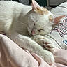 Whitesy a rejoint le concours — aidez-le/la à gagner de superbes lots ! cat, sleeping, white_cat, orange_markings, feline, indoor, blanket, cozy, resting, paw, pet, cute, fur, animal, relaxation, home, comfort, soft, peaceful, closeup