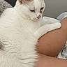 Whitesy participe au concours pour gagner de l'argent avec cette photo : cat, white_cat, orange_patches, pet, resting, legs, human_leg, indoor, lock_screen, phone_screenshot, time_display, date_display, music_widget, cozy, furry, close_up, domestic_animal, relaxed, companion, soft