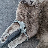 Chi a rejoint le concours — aidez-le/la à gagner de superbes lots ! animal, cat, closeup, couch, curious, domestic_animal, feline, funny, fur, gray_cat, handcuffs, indoor, paws, pet, playful, relaxed, resting, toy, toy_gun, whiskers