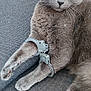 animal, cat, closeup, couch, curious, domestic_animal, feline, funny, fur, gray_cat, handcuffs, indoor, paws, pet, playful, relaxed, resting, toy, toy_gun, whiskers