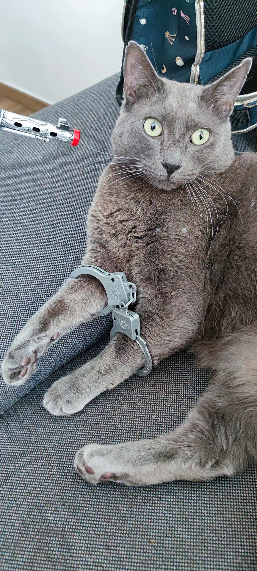 Chi a rejoint le concours — aidez-le/la à gagner de superbes lots ! animal, cat, closeup, couch, curious, domestic_animal, feline, funny, fur, gray_cat, handcuffs, indoor, paws, pet, playful, relaxed, resting, toy, toy_gun, whiskers