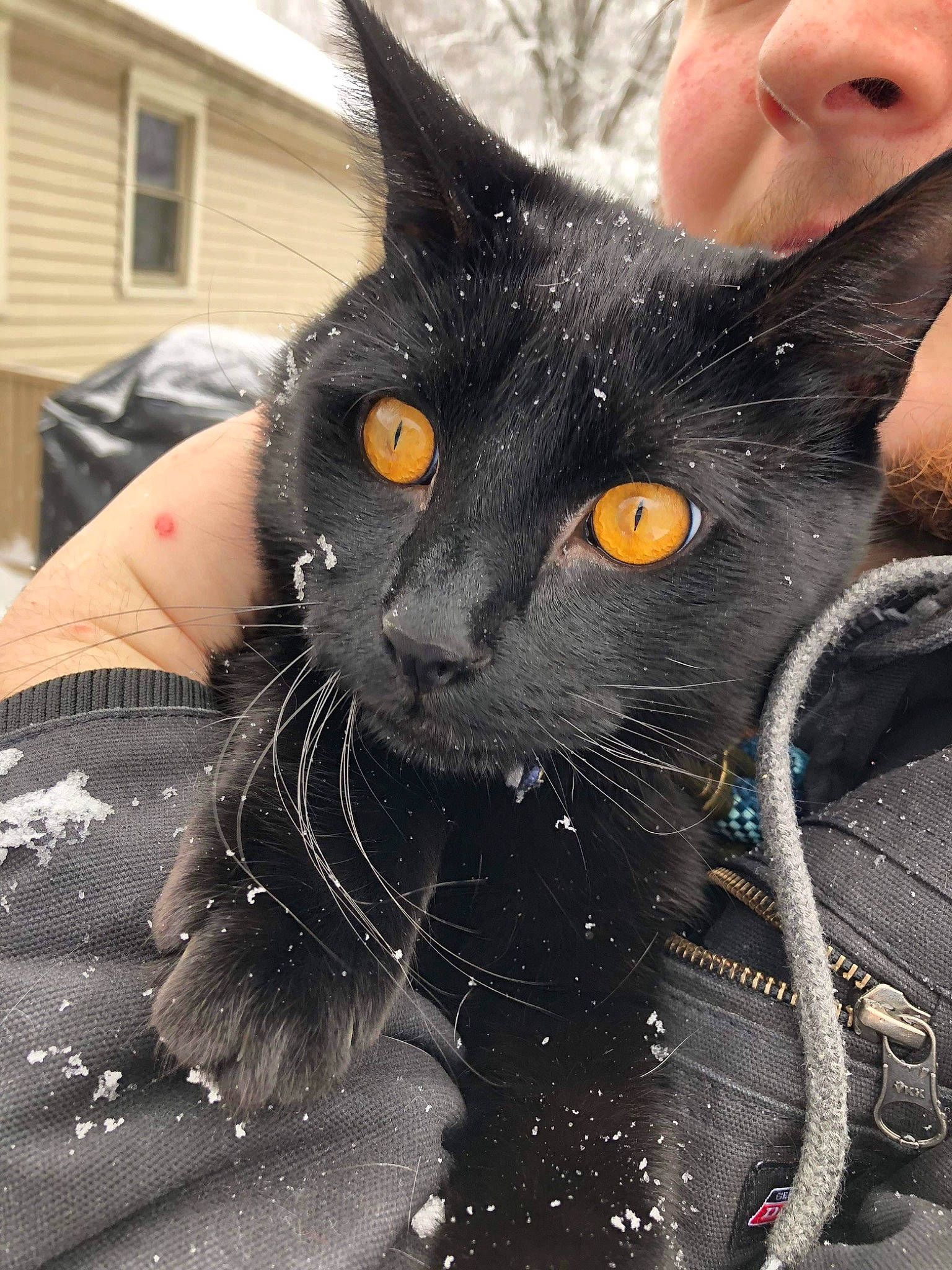 Squish is registered to the contest to win money with this photo: black_cat, bombay, carnivore, cat, domestic_short_haired_cat, fashion_accessory, felidae, fur, head, iris, sitting, small_to_medium_sized_cats, snout, whiskers, window