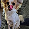 dog, small_dog, tongue_out, licking, ears, fur, pet, indoor, couch, sitting, cute, animal, companion, domestic, canine, looking, attention, home, cozy, friendly