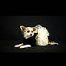 dog, small_dog, tutu, black_background, costume, pet, animal, cute, lying_down, fur, white_fur, brown_fur, portrait, studio_shot, fashion, elegant, posing, canine, domestic_animal, pet_clothing