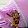 Skadi a rejoint le concours — aidez-le/la à gagner de superbes lots ! puppy, dog, pet, cute, purple, fabric, tunnel, indoor, small, fur, animal, playful, cozy, resting, paws, snug, curious, domestic, young, adorable
