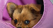 Skadi a rejoint le concours — aidez-le/la à gagner de superbes lots ! puppy, dog, pet, animal, cute, furry, ears, eyes, snout, cozy, purple, fabric, hideout, soft, closeup, portrait, indoor, young, small, curious