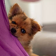 Skadi participe au concours pour gagner de l'argent avec cette photo : puppy, dog, cute, fluffy, curious, peeking, purple_fabric, indoor, pet, animal, small, ears, nose, eyes, fur, portrait, young, adorable, playful, closeup
