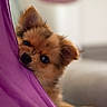 puppy, dog, cute, fluffy, curious, peeking, purple_fabric, indoor, pet, animal, small, ears, nose, eyes, fur, portrait, young, adorable, playful, closeup