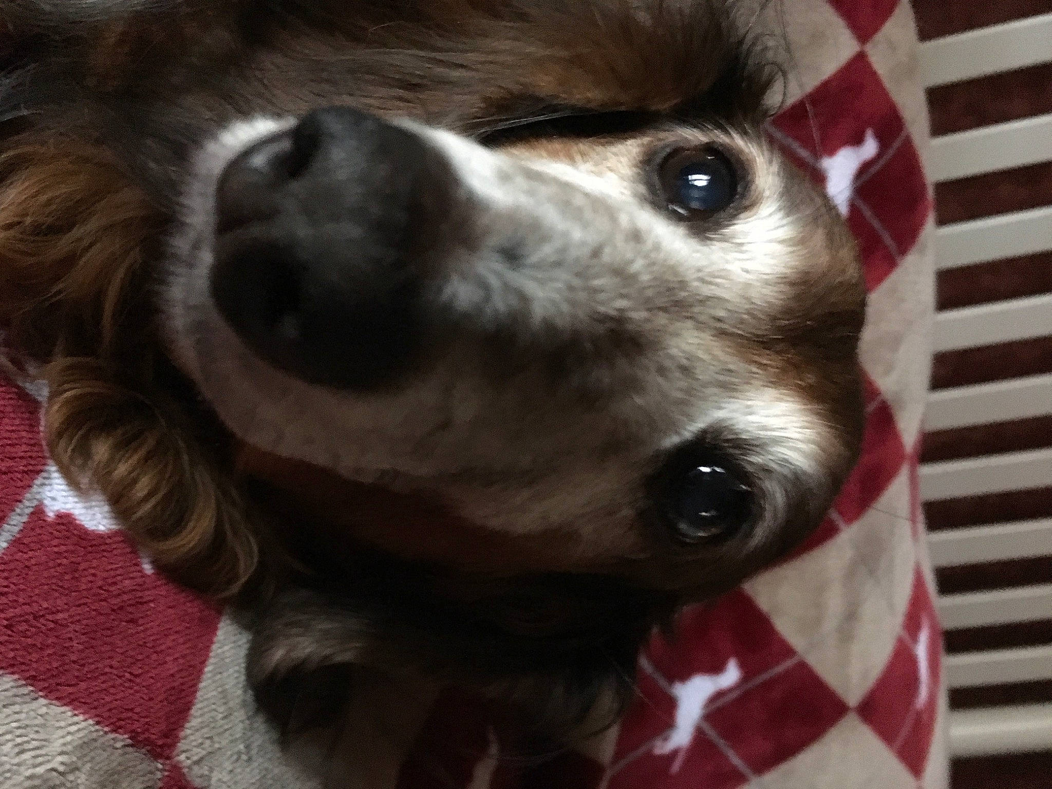 Toby is registered to the contest to win money with this photo: canidae, carnivore, collar, companion_dog, dog, dog_breed, dog_collar, ear, fawn, fur, king_charles_spaniel, liver, mammal, pet_supply, snout, sporting_group, toy_dog, vertebrate, whiskers, working_animal