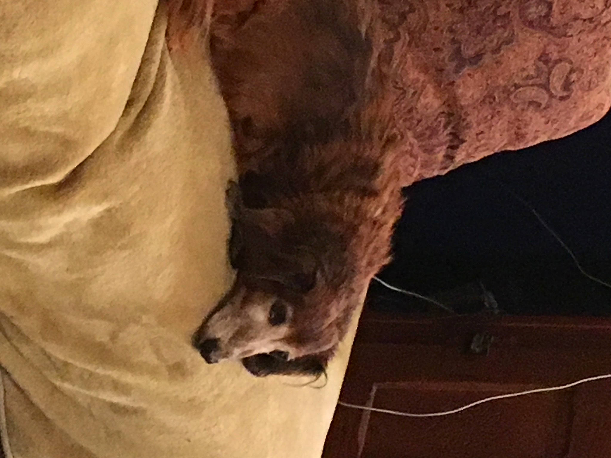 Toby joined the competition — help win amazing prizes! canidae, carnivore, claw, comfort, companion_dog, dog, dog_breed, fawn, felidae, fur, hardwood, human_leg, small_to_medium_sized_cats, sporting_group, tail, terrestrial_animal, whiskers, wildlife, wood, working_animal