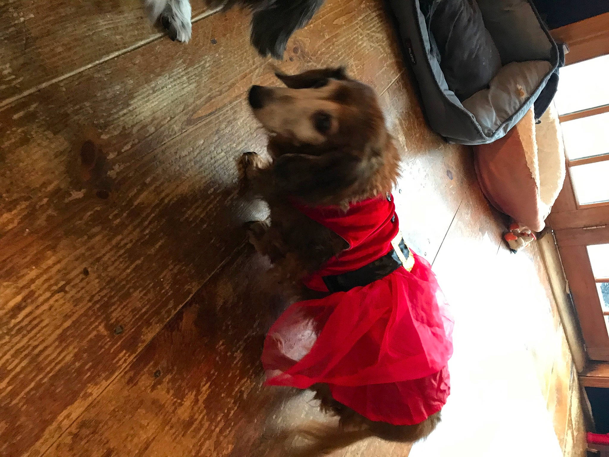 Toby joined the competition — help win amazing prizes! carnivore, collar, companion_dog, dog, dog_breed, dog_clothes, dog_collar, dog_supply, fawn, flooring, hardwood, laminate_flooring, leash, liver, pet_supply, plank, snout, wood, wood_stain, working_animal