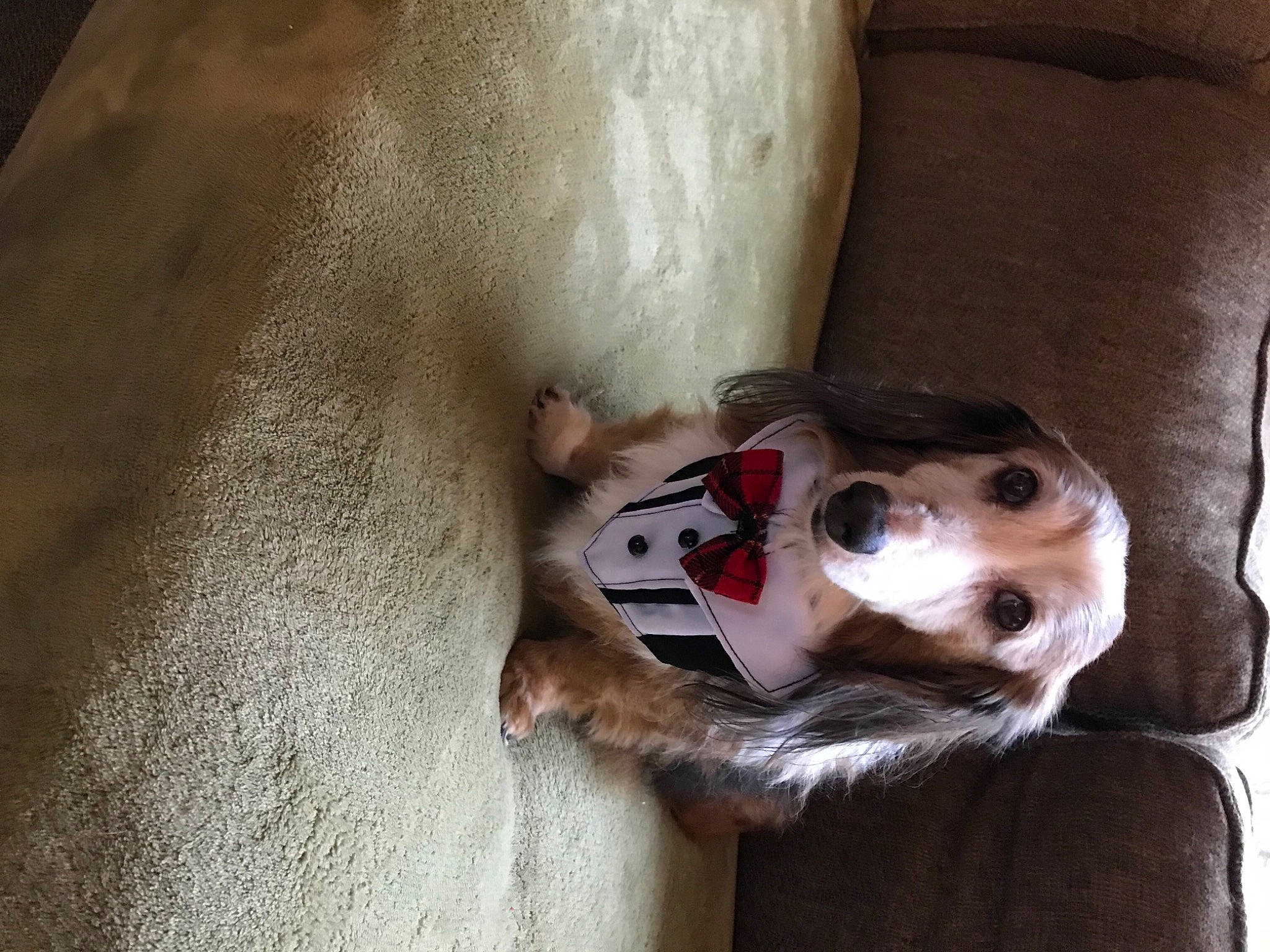 Ollie is registered to the contest to win money with this photo: canidae, carnivore, comfort, companion_dog, dog, dog_breed, dog_supply, fawn, flooring, fur, non_sporting_group, paw, puppy_love, snout, sporting_group, stuffed_toy, toy, whiskers, wood, working_animal