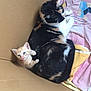 cat, kitten, calico_cat, orange_kitten, cardboard_box, blanket, resting, cute, animal, pet, feline, fur, sleeping_area, indoor, cozy, mother_and_baby, claw, paw, curious, young