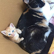 Luna participe au concours pour gagner de l'argent avec cette photo : cat, kitten, calico_cat, orange_kitten, blue_eyes, cardboard_box, feline, cute, playing, resting, animal, pet, fur, whiskers, closeup, indoor, companion, snuggling, young, mammal
