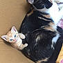 cat, kitten, calico_cat, orange_kitten, blue_eyes, cardboard_box, feline, cute, playing, resting, animal, pet, fur, whiskers, closeup, indoor, companion, snuggling, young, mammal
