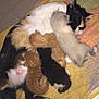 cat, kitten, mother_cat, nursing, indoor, blanket, feline, animal, resting, sleeping, cute, fur, pet, young, orange_kitten, black_kitten, gray_kitten, calico_cat, comfort, warmth