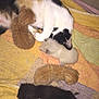 cat, kitten, mother_cat, newborn, towel, indoor, animal, feline, sleeping, cuddle, cute, pet, box, resting, fur, mammal, domestic_animal, baby_animal, care, family