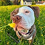 dog, flower, grass, field, meadow, outdoor, nature, canine, pet, closeup, sniffing, yellow_flower, greenery, sunlight, collar, house, background, spring, summer, animal
