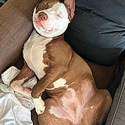 Trixy a rejoint le concours — aidez-le/la à gagner de superbes lots ! dog, brown, white, couch, pillow, relaxed, sleepy, pet, canine, fur, paw, indoor, resting, comfort, animal, laying, closeup, mammal, domestic, cute