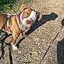 dog, brown_and_white, curious, collar, harness, leash, outdoor, dirt_path, shadows, sunlight, greenery, pet, canine, animal, looking_up, ears_floppy, walking, nature, daylight, closeup
