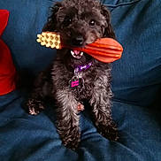 Freya is registered to the contest to win money with this photo: animal, black_dog, canine, closeup, companion, couch, curly_fur, cute, dog, domestic_animal, furniture, happy, indoor, pet, pet_tag, playful, purple_collar, sitting, toy, wooden_toy