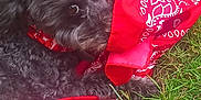Freya joined the competition — help win amazing prizes! animal, black_dog, close_up, collar, curious, cute, dog, eye, fluffy, fur, grass, hand, nature, outdoor, paw, pet, playful, red_bandana, small_dog, summer