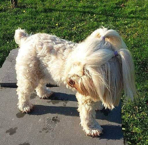 Charlotte participe au concours pour gagner de l'argent avec cette photo : canidae, carnivore, catalan_sheepdog, companion_dog, dog, dog_breed, dog_collar, fur, grass, liver, maltepoo, romanian_mioritic_shepherd_dog, small_terrier, snout, sporting_group, tail, terrier, toy_dog, water_dog, working_animal