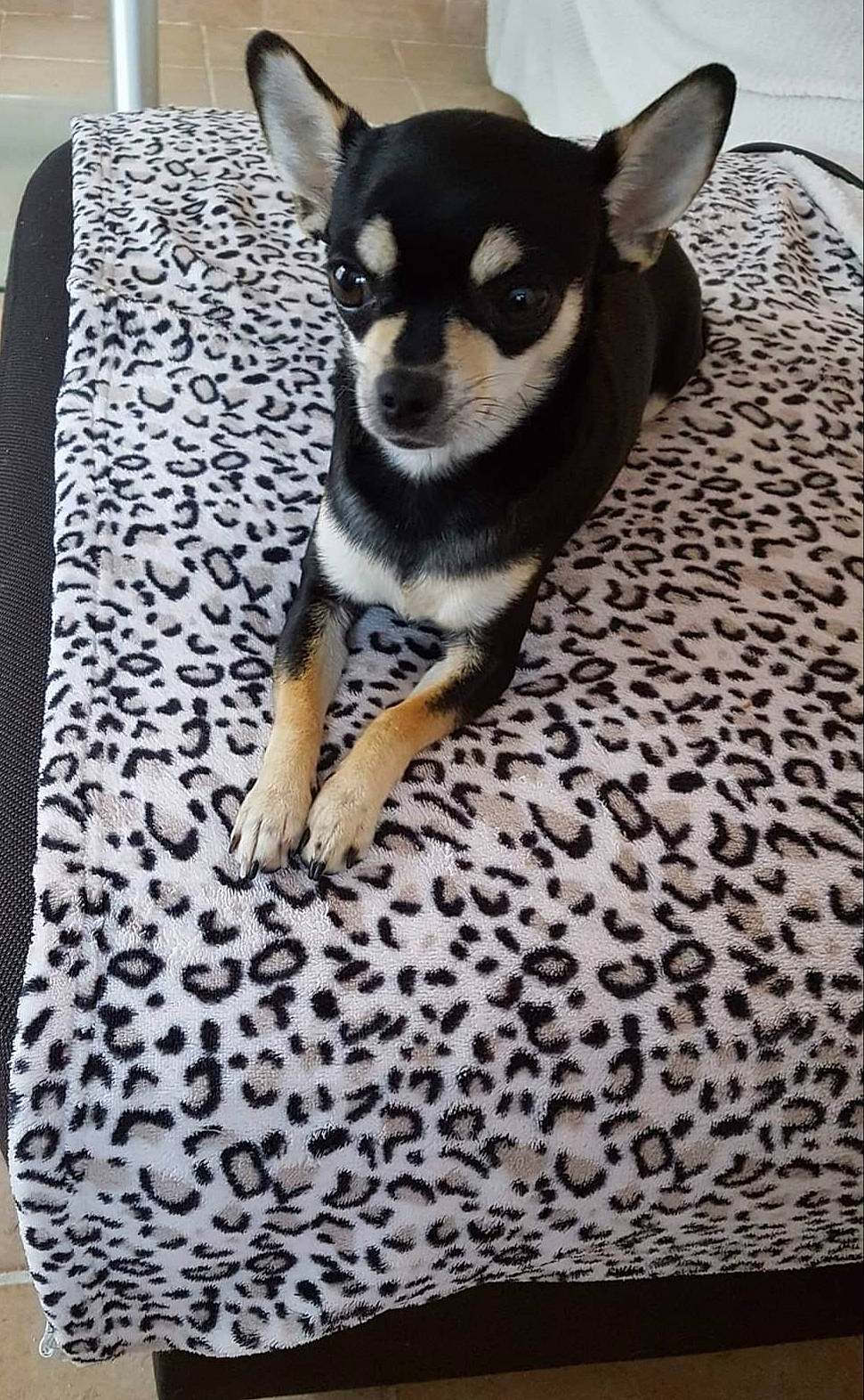 Liloo participe au concours pour gagner de l'argent avec cette photo : canidae, carnivore, chihuahua, comfort, companion_dog, dog, dog_breed, dog_supply, fawn, flooring, grey, linens, paw, snout, sporting_group, tail, terrestrial_animal, toy_dog, whiskers, working_animal