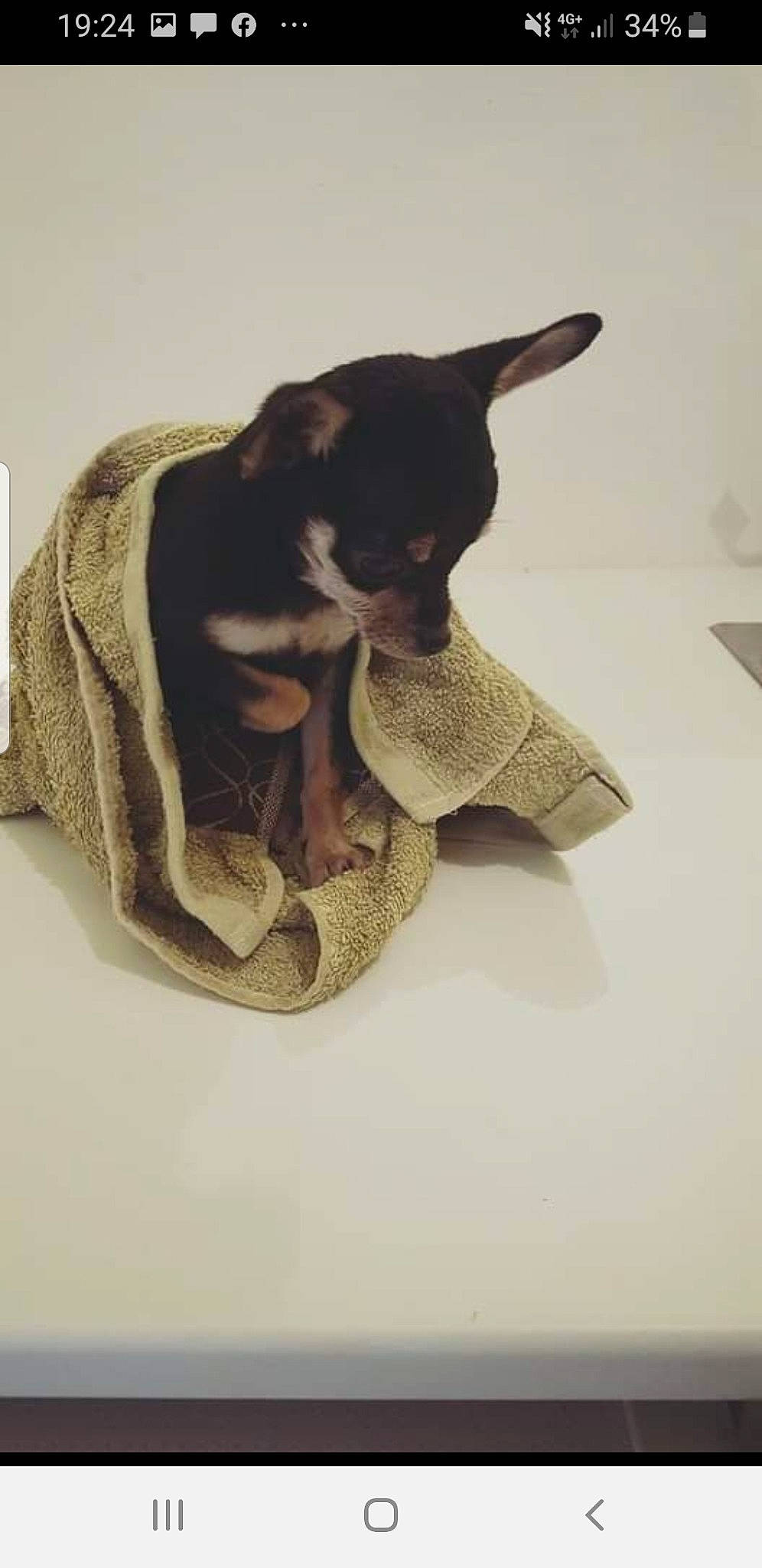 Liloo a rejoint le concours — aidez-le/la à gagner de superbes lots ! canidae, carnivore, comfort, companion_dog, dog, dog_breed, ear, fawn, felidae, fur, linens, paw, sitting, small_to_medium_sized_cats, snout, sporting_group, terrestrial_animal, toy_dog, whiskers, working_animal